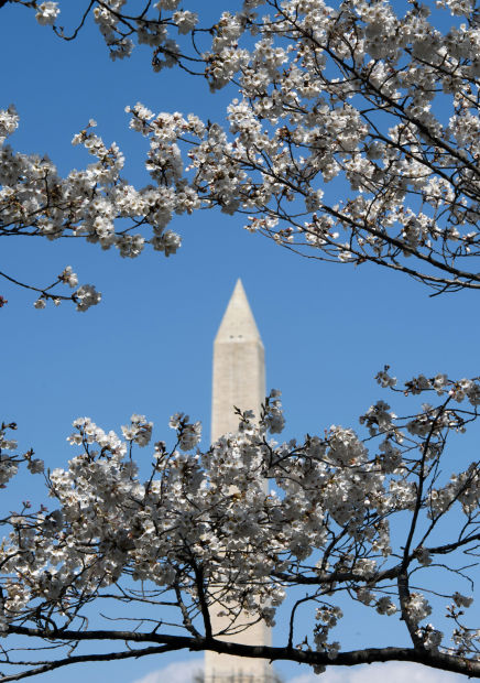Blossoming cherry trees in full swing