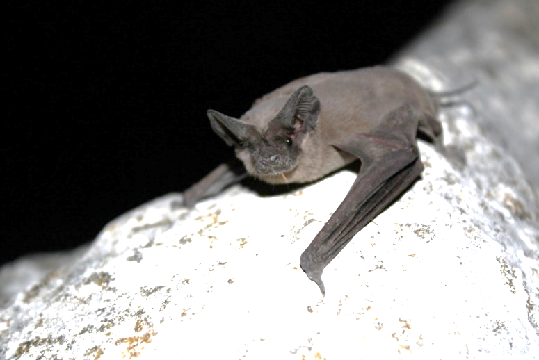 County health officials concerned about rabid bats (copy)