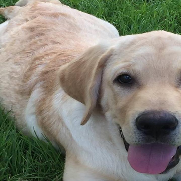Contest To Name Yellow Lab Pup The 1st Therapy Dog For Pima County Sheriff S Department Local News Tucson Com