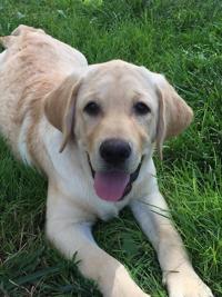 Contest to name yellow Lab pup, the 1st therapy dog for Pima County Sheriff's Department