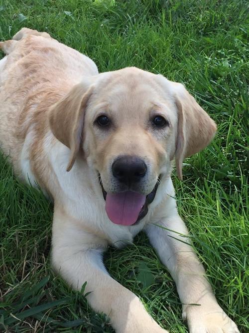 Sheriff's therapy dog