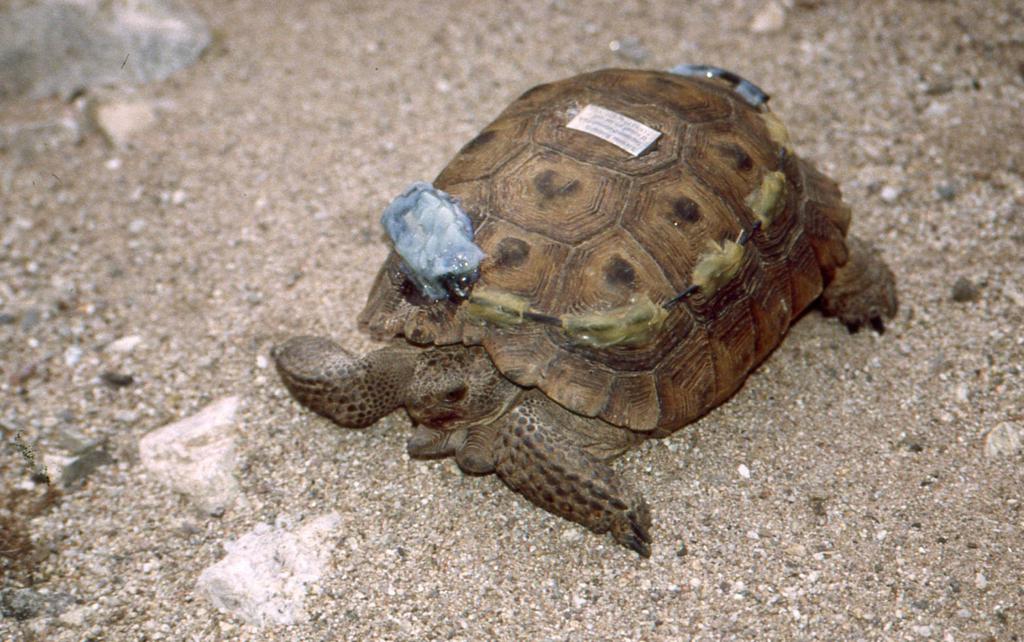 Experts Say Tortoise Tale Endures Because Thelma Still Has
