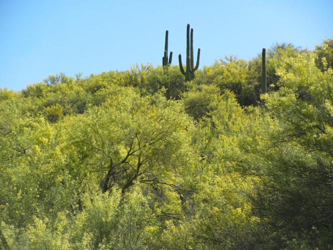 Palo verde trees in bloom