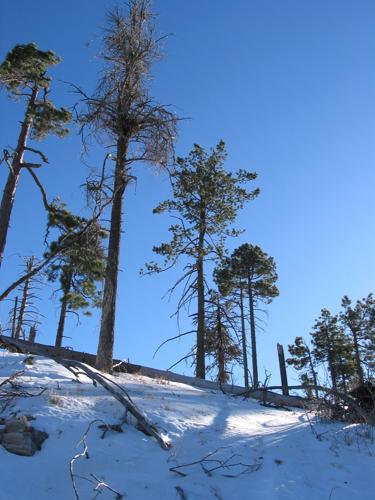Trails on the eastern slopes of the Santa Catalina Mountains