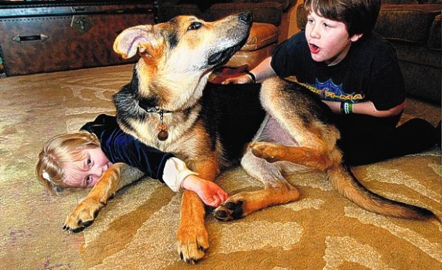 Finding the best dog for your family  