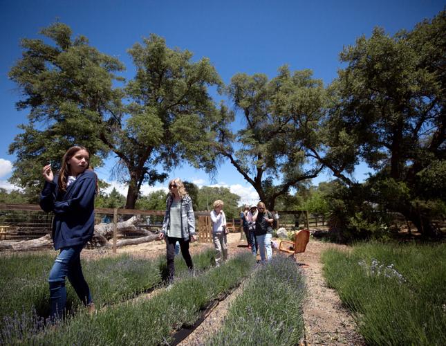Life Under the Oaks Lavender Farm