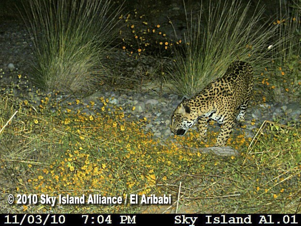 Avistamiento de dos jaguares en Arizona genera entusiasmo   