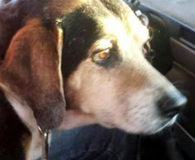 Adopt a Friend: Ringo