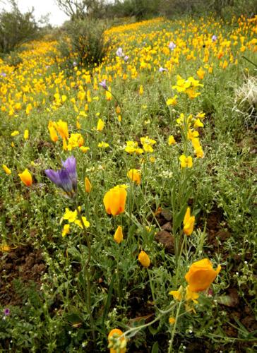 Southwest wildflowers