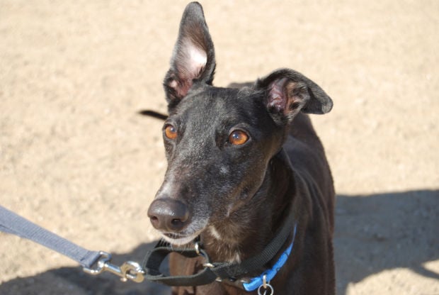 Pets for adoption