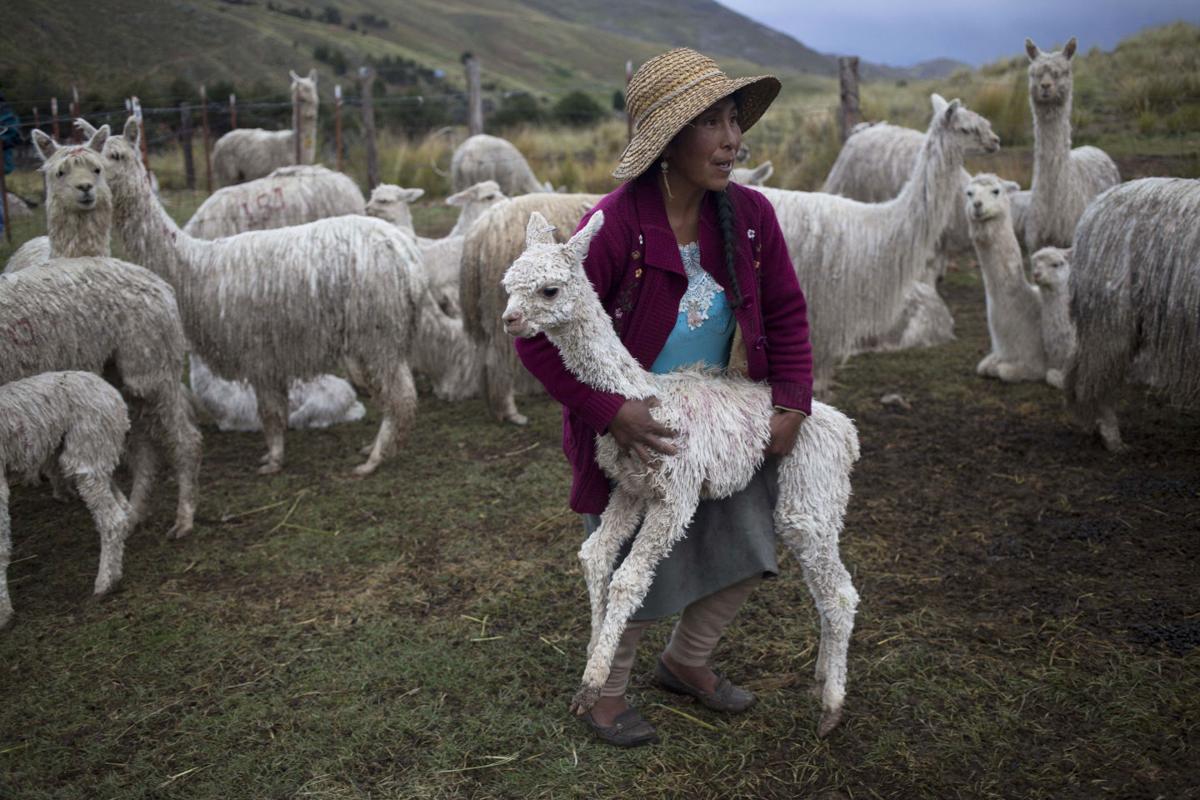Photos Peruvian alpacas