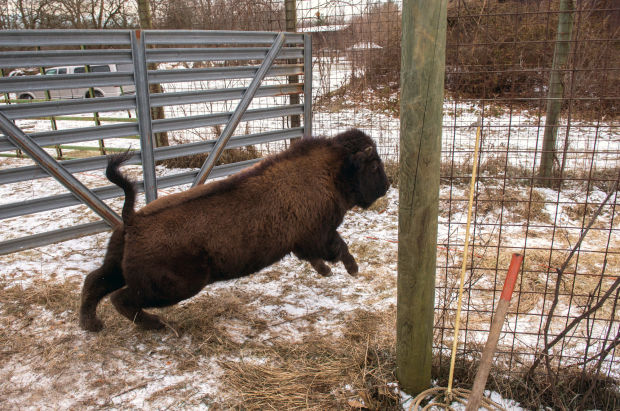 Animal shots of the week