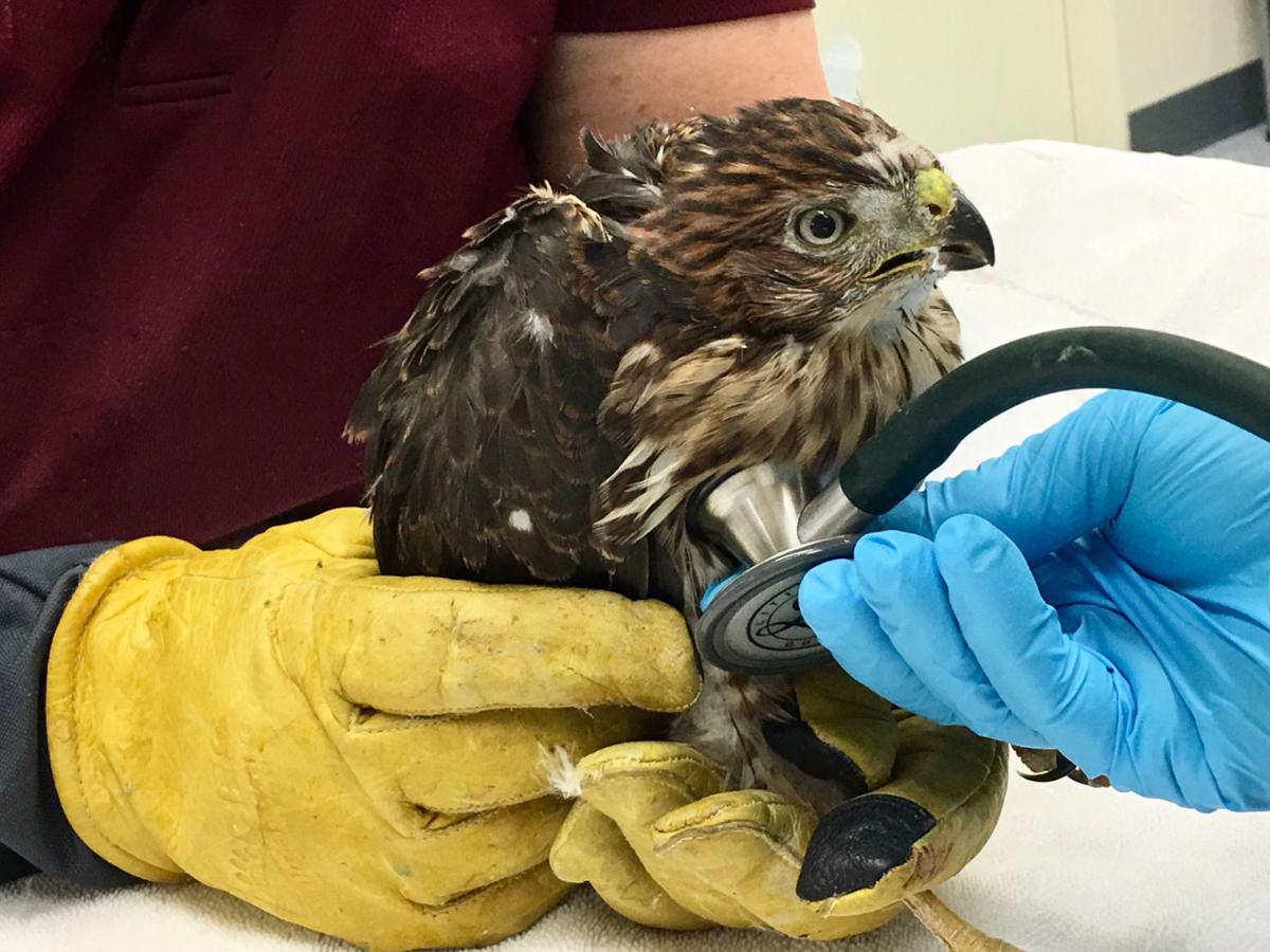 Photos: Handling the heat at Tucson Wildlife Center | Photography