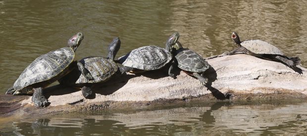 Wake up with the birds