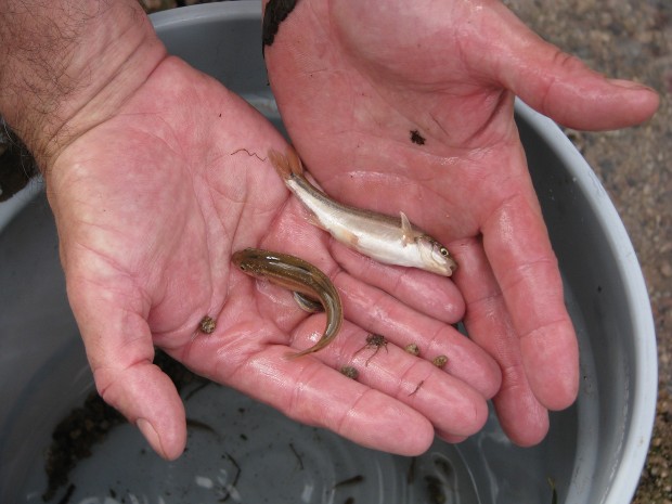 Pollution fix spurs rebound in native Santa Cruz River fish   
