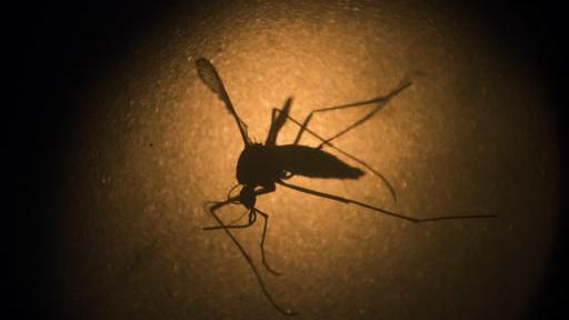 two more travel-related zika cases in arizona