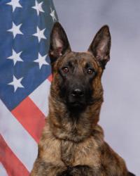 Pima County Sheriff's Department K-9 to receive protective vest