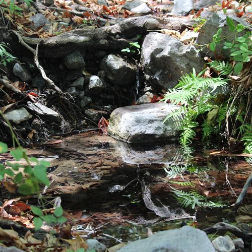 A New Stage for Spring Monitoring in APFF Bavispe