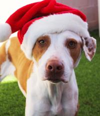 Photos: Adopt a friend