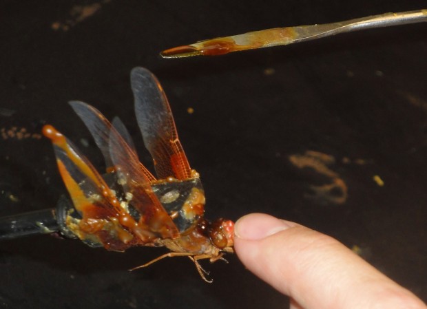 Living insects become 'eyes' for robots   