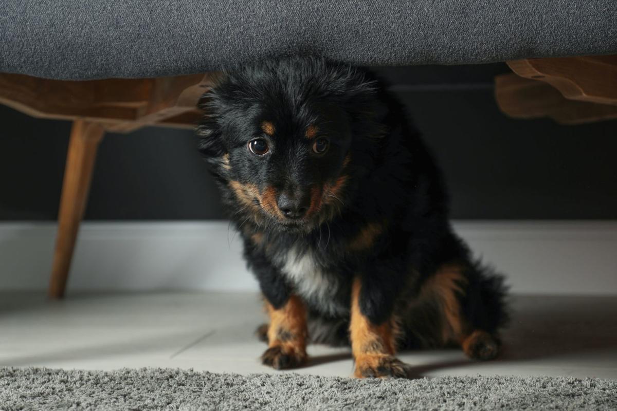 My Pet World Can compression vests help nervous dogs?