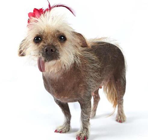 Tucson mutt too cute to win ugly dog honors