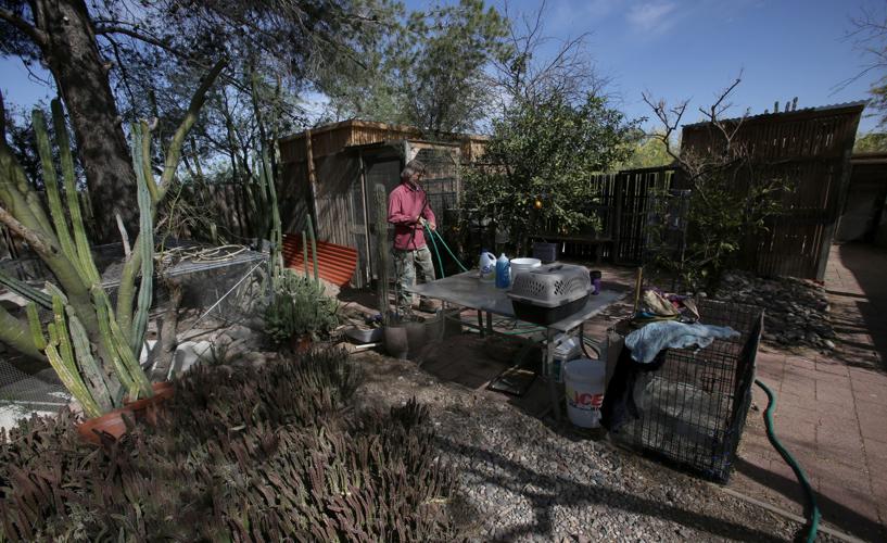 Wildlife Rehabilitation in Northwest Tucson