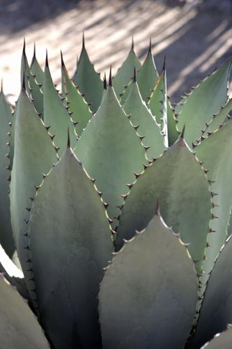 26 HOM lbegeman RM-p1