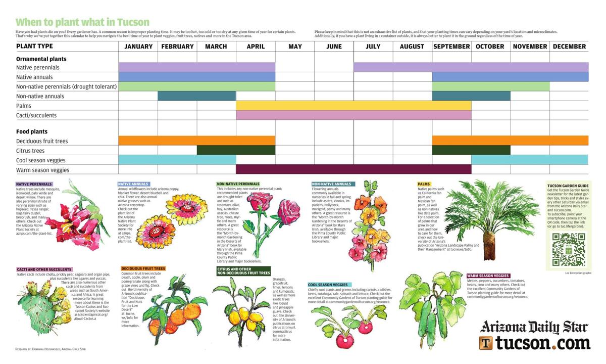Here's your guide on when to plant what in Tucson
