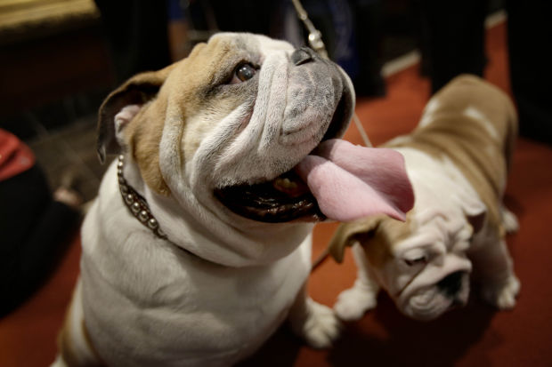 Animal shots of the week