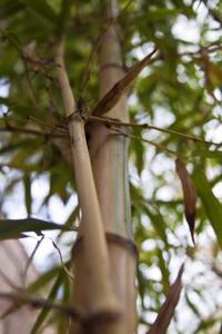 If that's bamboo, this must be ... Tucson?   
