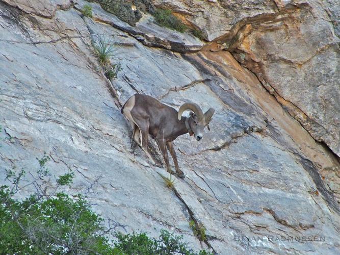 Bighorn ram