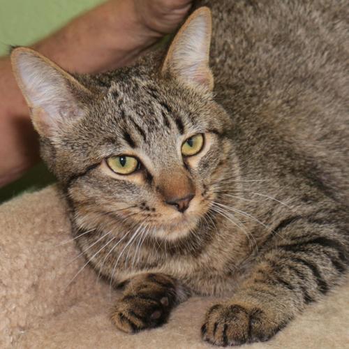 Adopt A Friend: Juan