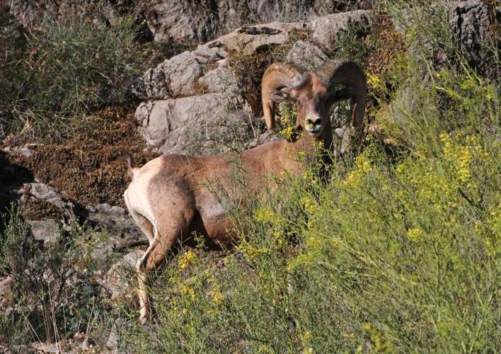 Ironwood Forest bighorn