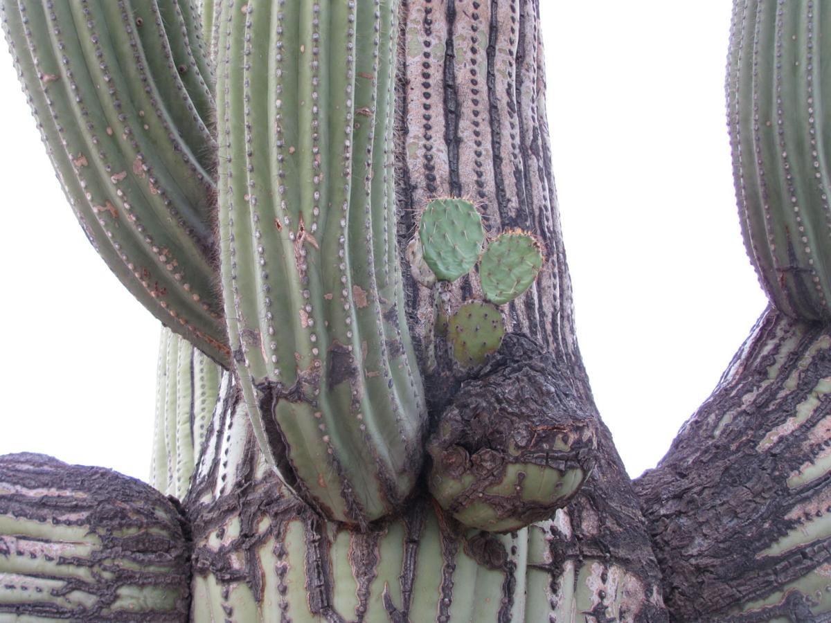 Saying goodbye to the Strong-Arm Saguaro — Town of Marana