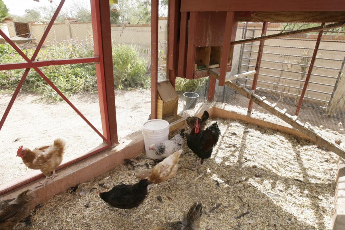 chickens