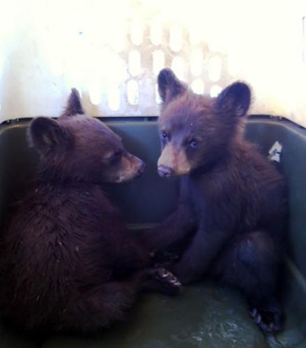 Female bear and two cubs found relocated after being found on Fort Huachuca
