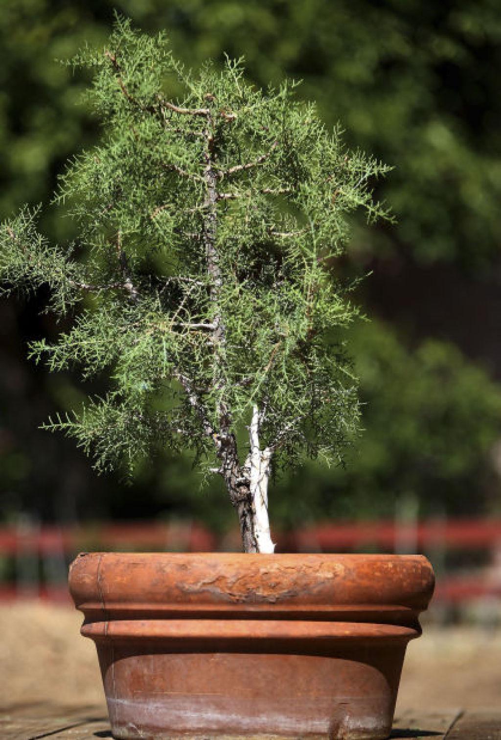 Bonsai Takes On A Desert Twist In Tucson Home Garden Tucson Com