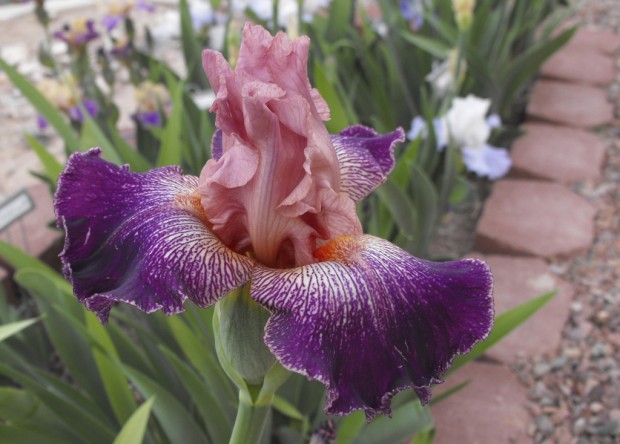Catching the iris virus Love blooms in iris garden    