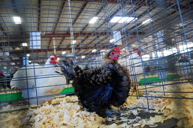 Pima County Fair's poultry show