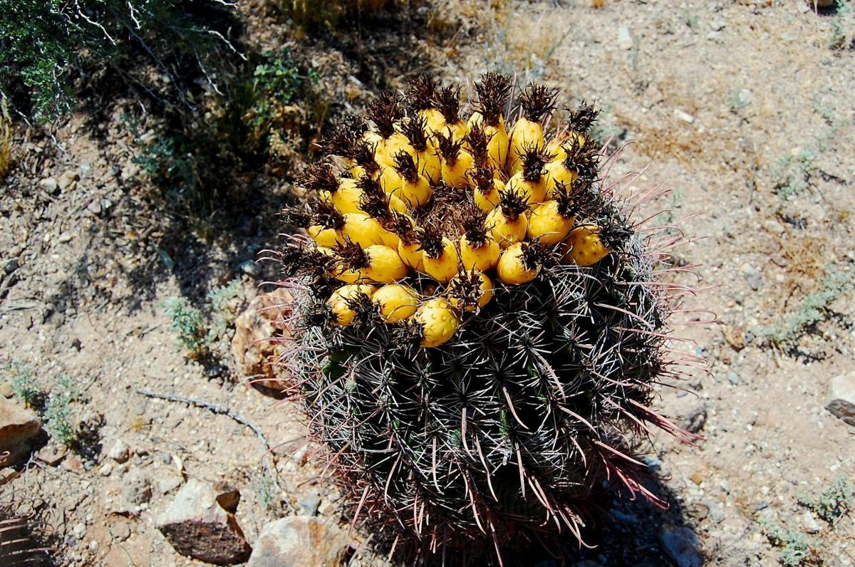 Food tour looks at 4,000 years of Tucson farming | Latest ...