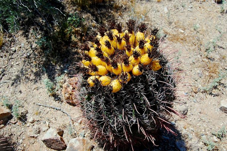 Barrel cactus fruit