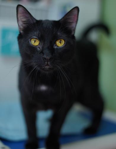 Adopt a friend: Miracle