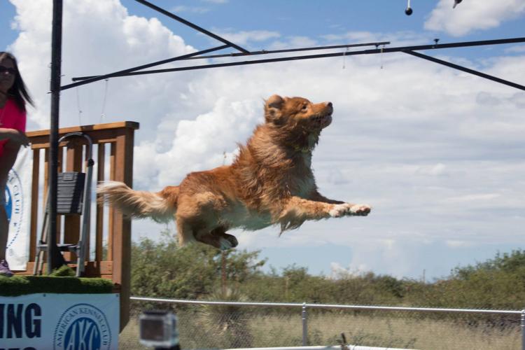 Dock diving dogs to make a splash | Local news | tucson.com