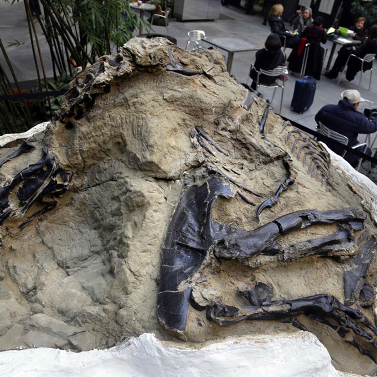 Dino Mite N C Museum Gets Fossils Of Dinosaurs That Apparently Died Fighting Science Tucson Com
