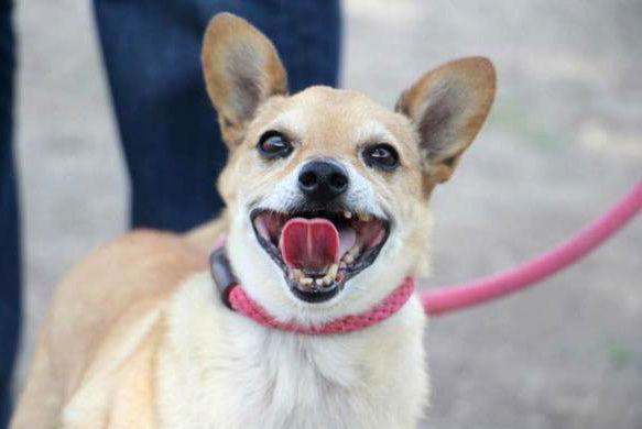 Adopt A Friend: Elias