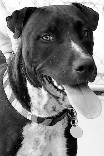 Adopt a pet  