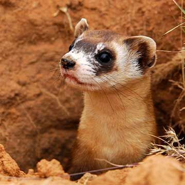 New batch of black-footed ferrets released in Arizona