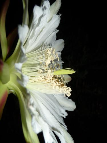 With autumn here soon, it's time for fall planting