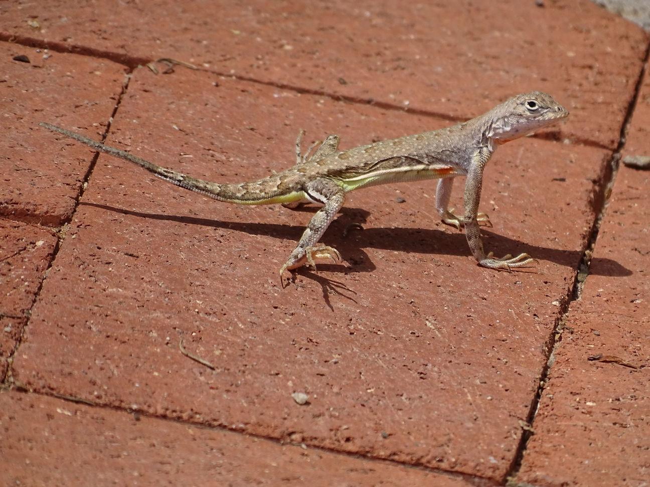 Surprisingly beautiful Southern Arizona lizards